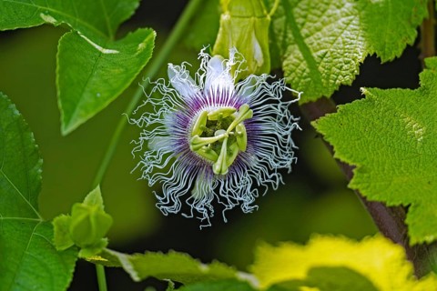 Close-up of flowering passion fruit (Passiflora edulis) vine species of passion flower native to