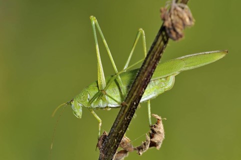 Sickle-bearing Bush-cricket (Phaneroptera falcata)
