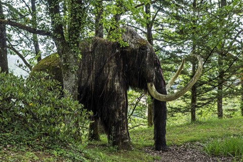 Replica of woolly mammoth (Mammuthus primigenius) at the Le Thot museum about prehistoric animals