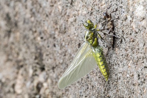 Broad-bodied chaser, broad-bodied darter (Libellula depressa) newly emerged adult female holding on