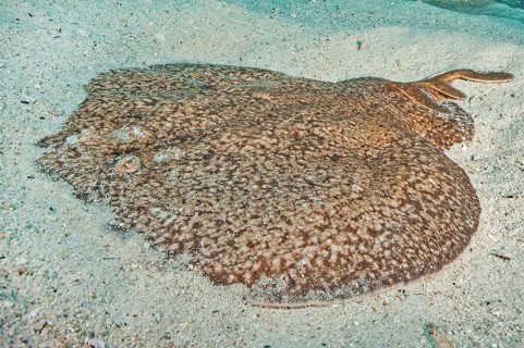 Marbled electric ray (Torpedo marmorata) Electric ray Torpedo ray Marbled electric ray lies on