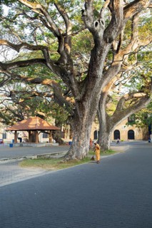 Man sweeping leaves in historic fort area of the town of Galle, Sri Lanka, Asia