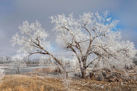 Kearney, Nebraska, Frost on trees along the Platte River on a January day