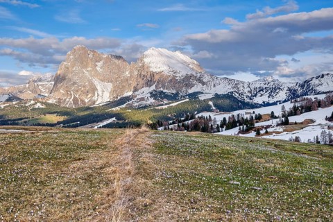 Crocus meadow in front of Plattkofel and Langkofel, snow-covered mountains, spring on the Seiser
