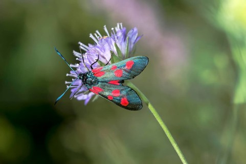 Horseshoe clover moth (Zygaena transalpina), Valais, Switzerland, Europe