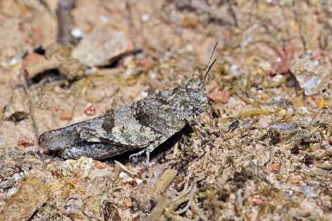 Blue-winged grasshopper (Oedipoda caerulescens) merging into arid environment