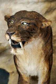 Close up of Smilodon, extinct saber-toothed cat at Prehisto Parc, theme park about prehistoric life
