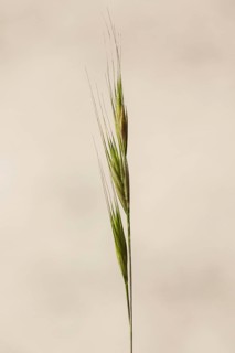 Squirrel-tail fescue, brome fescue (Vulpia bromoides) close up of spike