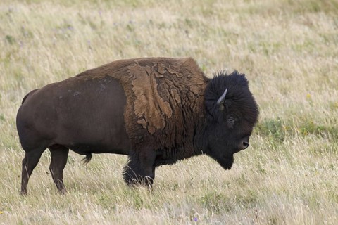 American bison, American buffalo (Bison bison) bull in summer, Waterton Lakes National Park,