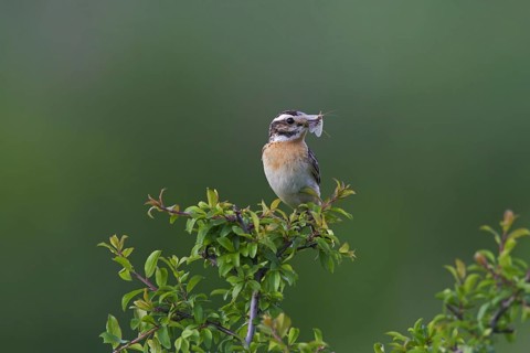 Whinchat (Saxicola rubetra) male with insect prey in beak perched in bush