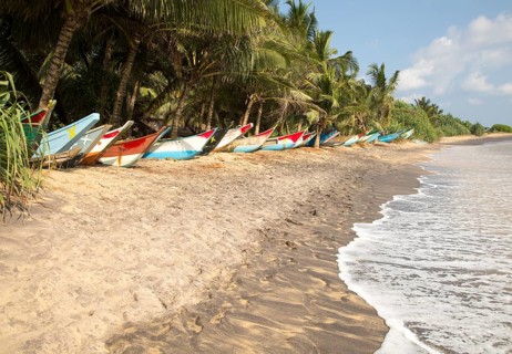 Brightly coloured fishing canoes under coconut palm trees of tropical sandy beach, Mirissa, Sri