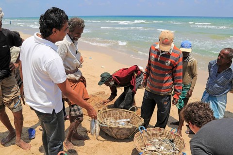 Traditional fishing hauling nets Nilavelli beach, near Trincomalee, Eastern province, Sri Lanka,