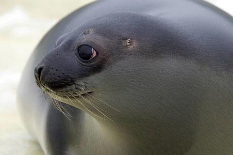Hooded seal (Cystophora cristata), young female close-up, Germany, Europe