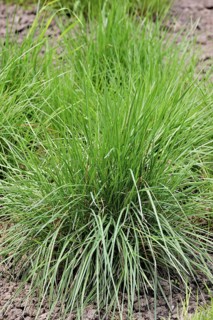 Crested hair grass, Crested hair-grass, Prairie June grass (Koeleria pyramidata), native to
