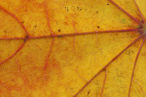 Norway maple (Acer platanoides) close up of leaf in orange autumn colours showing veins
