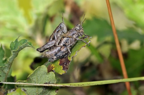 Pezotettix giornae, couple mating on leaf, La Brenne, France, Europe