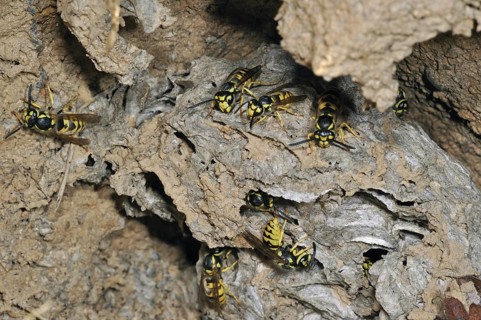 Common wasps (Vespula vulgaris) in underground nesting chamber, La Brenne, France, Europe