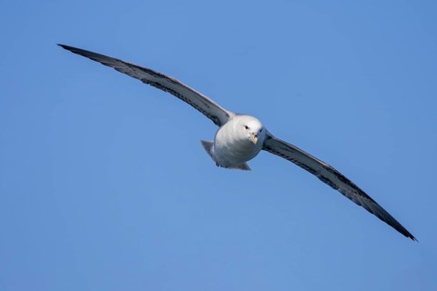 Northern fulmar (Fulmarus glacialis), in flight against the sky, Iceland, Europe