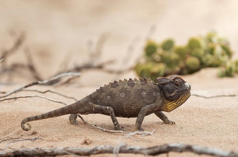 A chameleon moves through the sand of the desert, sand dune, safari, wildlife, Namibia, Africa