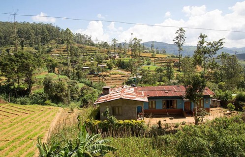 Intensive subsistence vegetable farming near Nuwara Eliya, Sri Lanka, Asia