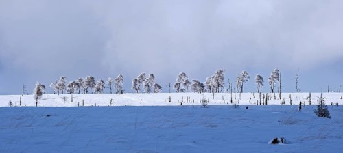 Snow covered burned trees in frozen moorland at Noir Flohay in the nature reserve High Fens, Hautes