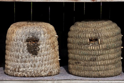 Bee hives, beehives, skeps in rustic shelter of apiary in the Lueneburg Heath, Lunenburg Heath,