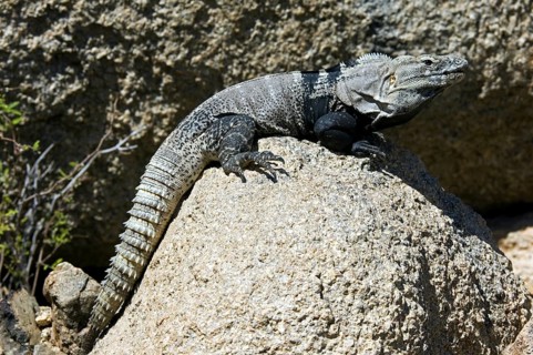 Cape spinytail iguana, Cape Spiny-tailed Iguana, Sonoran Spiny-tailed Iguana (Ctenosaura hemilopha
