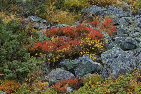 Autumn colours of shrubbery in the mountains of the Swiss National Park at Graubuenden, Grisons in