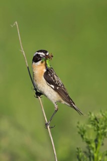 Whinchat (Saxicola rubetra) with prey in beak, Germany, Europe