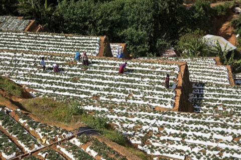Vegetable farming, Nuwara Eliya, Central Province, Sri Lanka, Asia