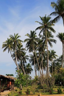 Coconut palm trees growing on sandy beach area, Nilavelli, Trincomalee, Sri Lanka, Asia