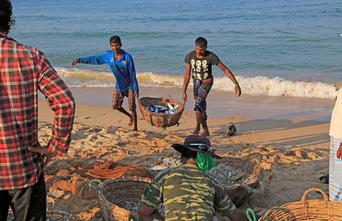 Traditional fishing hauling nets Nilavelli beach, near Trincomalee, Eastern province, Sri Lanka,