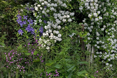 Sweet Mock-orange, English Dogwood (Philadelphus coronarius) and Red campion (Silene dioica,