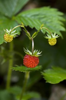 Woodland strawberry, Wild strawberries (Fragaria vesca) in forest