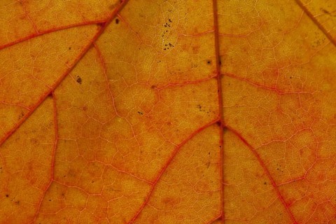 Norway maple (Acer platanoides) close up of leaf in orange autumn colours showing veins