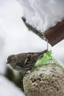 Eurasian Siskin (Carduelis spinus) female feeding from fat ball at bird feeder in garden in the