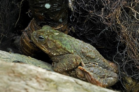 Moss toad, Evergreen toad, Green climbing toad (Incilius coniferus, Bufo coniferus), Costa Rica,