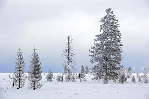 Snow covered burned spruce trees in frozen moorland at Noir Flohay in the nature reserve High Fens,