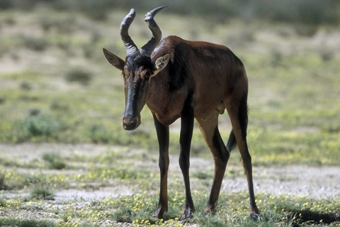 Red Hartebeest (Alcelaphus buselaphus) in the Kalahari desert, Kgalagadi Transfrontier Park, South