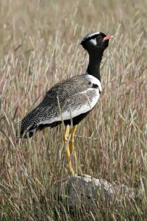 White-quilled bustard, Northern black korhaan (Eupodotis afraoides) on rock in grassland, Etosha