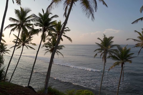 Tropical scenery of palm trees on a hillside by blue ocean, Mirissa, Sri Lanka, Asia
