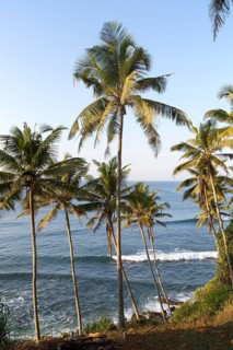 Tropical scenery of palm trees on a hillside by blue ocean, Mirissa, Sri Lanka, Asia