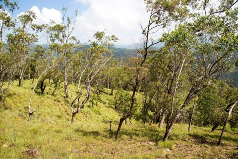 Forested hillside on Ella Rock mountain, Badulla District, Uva Province, Sri Lanka, Asia