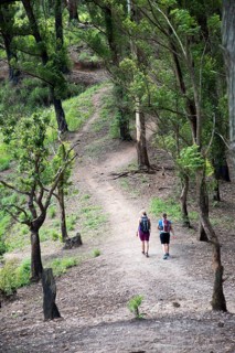 Walkers passing through forest, Ella Rock mountain, Ella, Badulla District, Uva Province, Sri