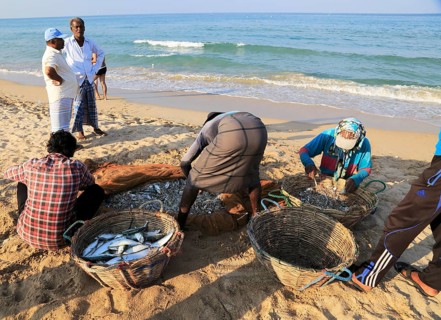 Traditional fishing hauling nets Nilavelli beach, near Trincomalee, Eastern province, Sri Lanka,