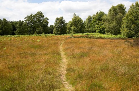 Pathway on Suffolk Sandlings heathland, Sutton, Suffolk, England, UK