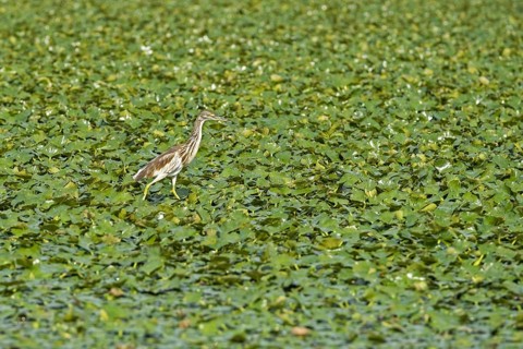 Squacco heron (Ardeola ralloides) in Skadar Lake, Lake Scutari, Lake Shkoder, Skadarsko Jezero