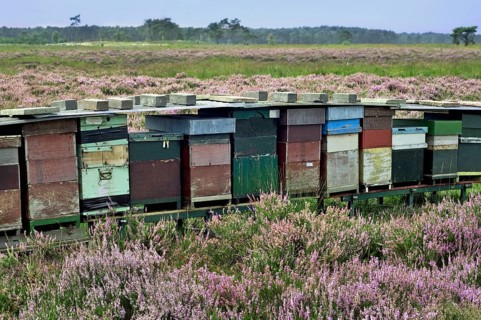 Row of colourful wooden beehives for honey bees (Apis mellifera) in heathland