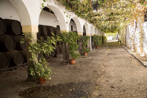 Historic courtyard with grapevines, Bodegas Domecq, Jerez de la Frontera, Cadiz province, Spain,