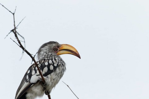 A red-ringed toco, Tockus leucomelas, bird with a striking beak sitting on a branch, Namibia,